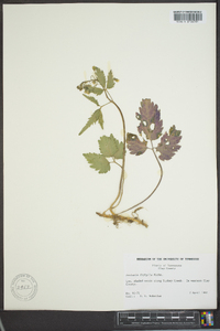 Cardamine diphylla image