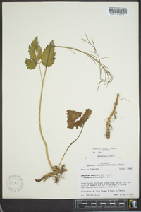 Cardamine diphylla image