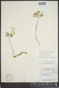 Cardamine diphylla image