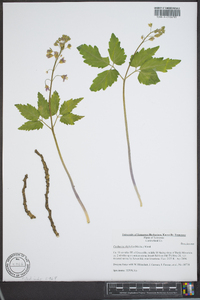 Cardamine diphylla image