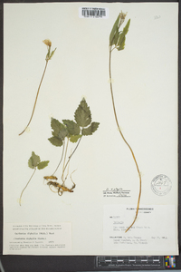 Cardamine diphylla image