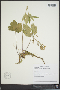 Cardamine diphylla image