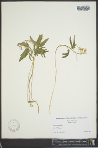 Cardamine diphylla image