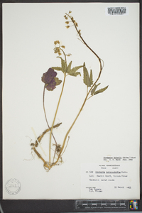 Cardamine diphylla image