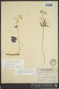 Cardamine diphylla image