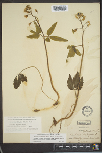 Cardamine diphylla image