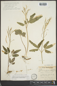 Cardamine diphylla image