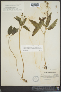 Cardamine diphylla image