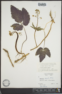 Cardamine diphylla image