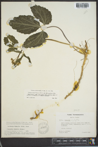 Cardamine diphylla image