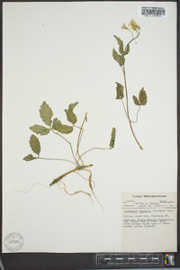 Cardamine diphylla image