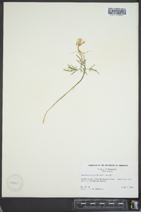 Cardamine multifida image