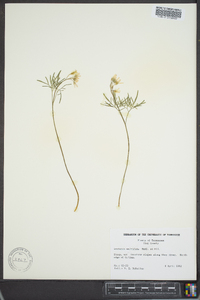 Cardamine multifida image