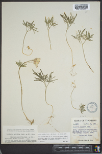 Cardamine multifida image