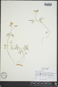 Cardamine multifida image