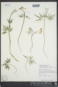 Cardamine multifida image