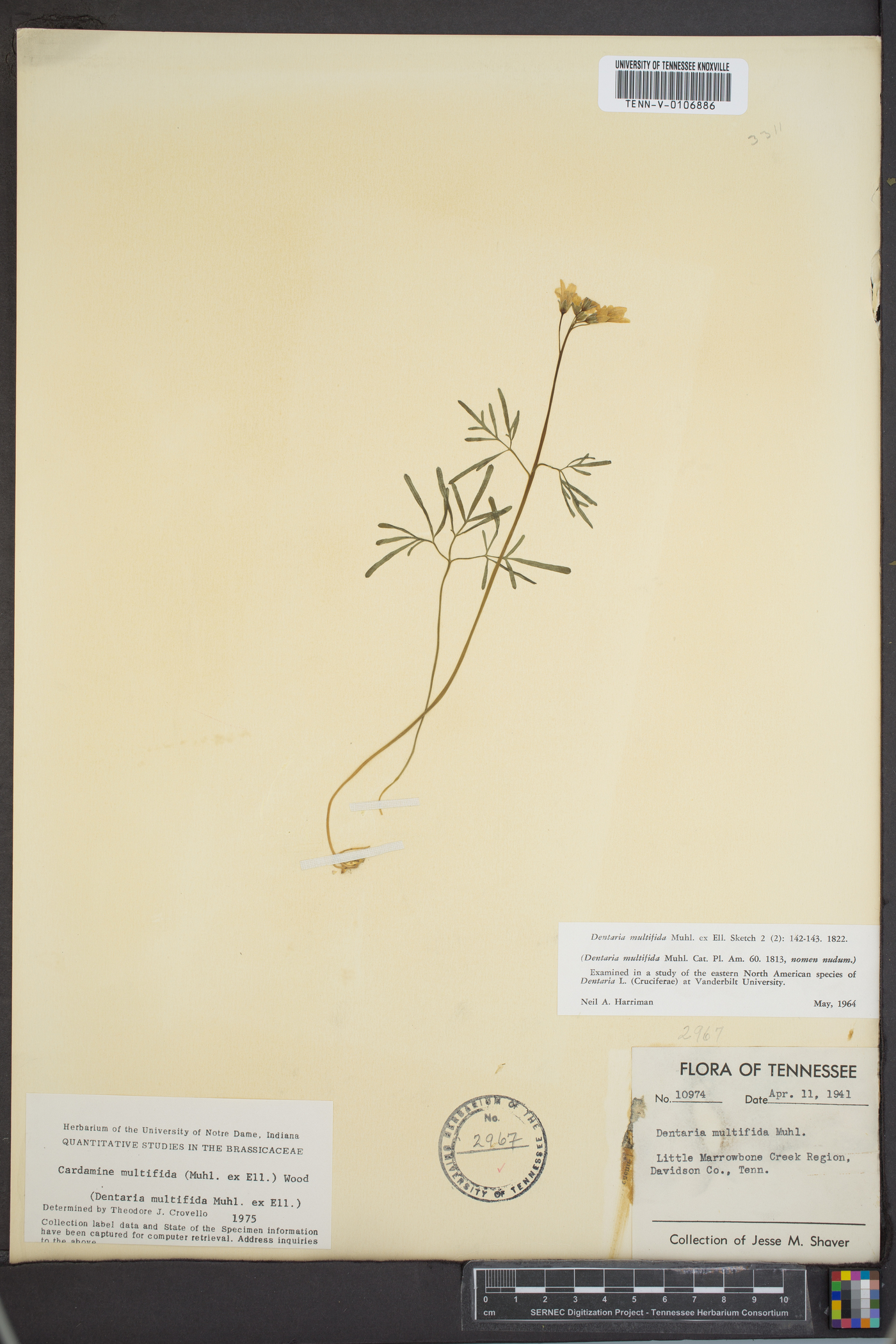 Cardamine multifida image