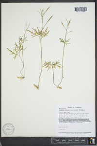 Cardamine multifida image