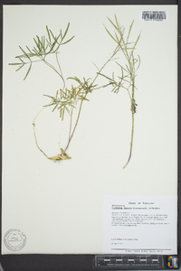 Cardamine multifida image