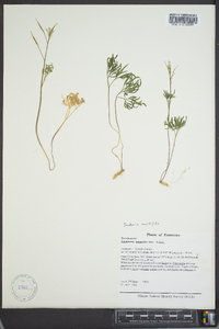 Cardamine multifida image