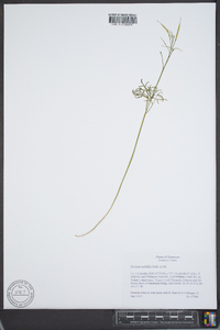 Cardamine multifida image