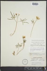 Cardamine multifida image