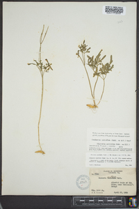 Cardamine multifida image