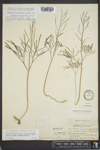 Cardamine multifida image