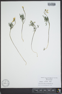 Cardamine multifida image