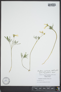 Cardamine multifida image