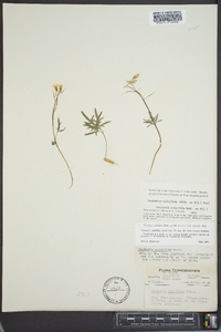 Cardamine multifida image