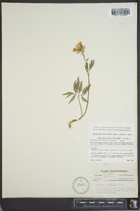 Cardamine multifida image