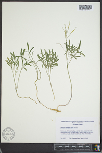 Cardamine multifida image