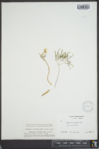 Cardamine multifida image