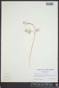 Cardamine multifida image