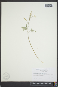 Cardamine multifida image