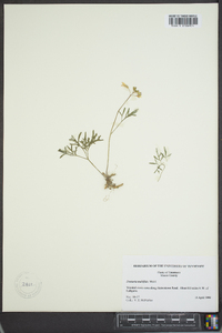 Cardamine multifida image