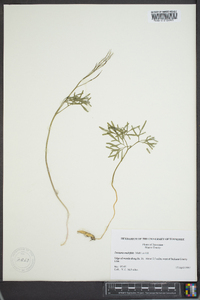 Cardamine multifida image