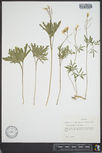 Cardamine multifida image