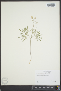 Cardamine multifida image