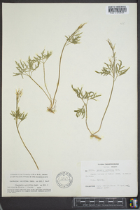 Cardamine multifida image