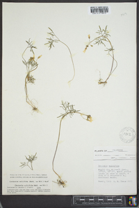 Cardamine multifida image