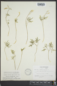 Cardamine multifida image