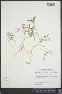 Cardamine multifida image