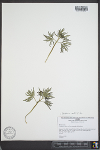 Cardamine multifida image