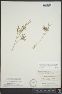 Cardamine multifida image