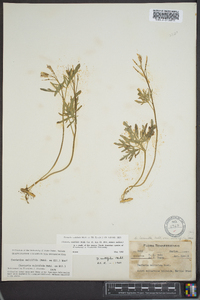 Cardamine multifida image