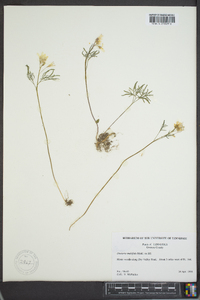 Cardamine multifida image