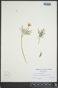 Cardamine multifida image