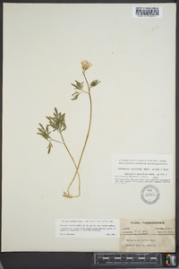 Cardamine multifida image